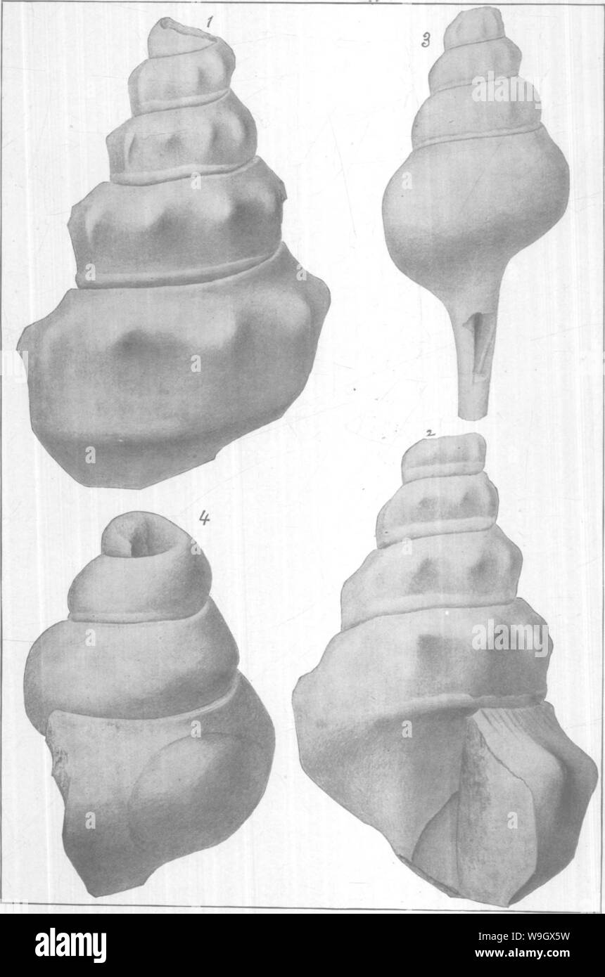 Archive image from page 386 of Gasteropoda and Cephalopoda of the Stock Photo