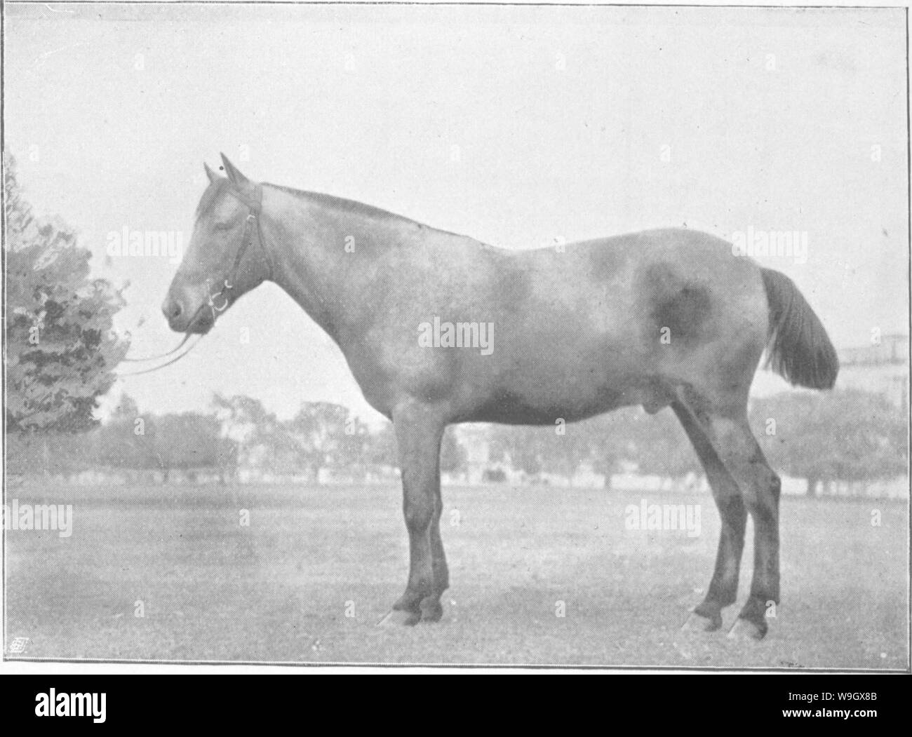 Archive image from page 388 of Points of the horse; a Stock Photo