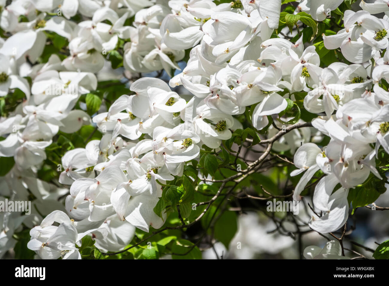Bright white blooming dogwood flowers. Also known as cornus, lat. Cynoxylon florida, Britton and Shafer Stock Photo