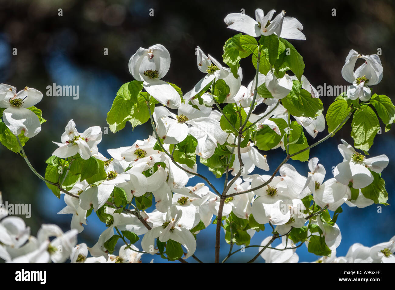 Bright white blooming dogwood flowers. Also known as cornus, lat. Cynoxylon florida, Britton and Shafer Stock Photo