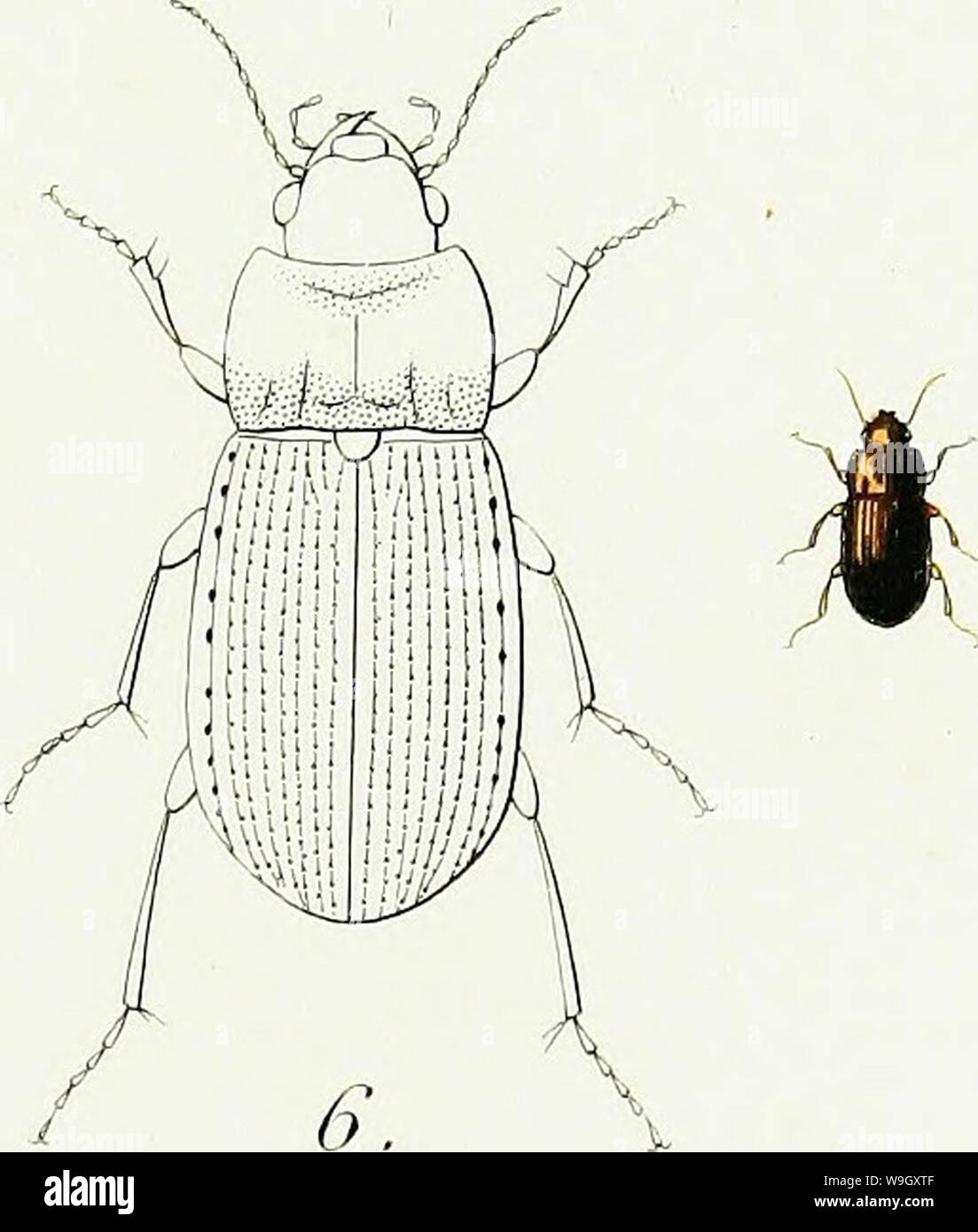 Archive image from page 400 of Iconographie et histoire naturelle des. Iconographie et histoire naturelle des coléoptères d'Europe;  CUbiodiversity1128626-9556 Year: 1829 ( 1. A. Inirma. 2. A. Rotimdata 3. A. Brevis. 4 • A. Siniplex. 5 . A. Eximia . 6. A. Dalmatiua. Stock Photo