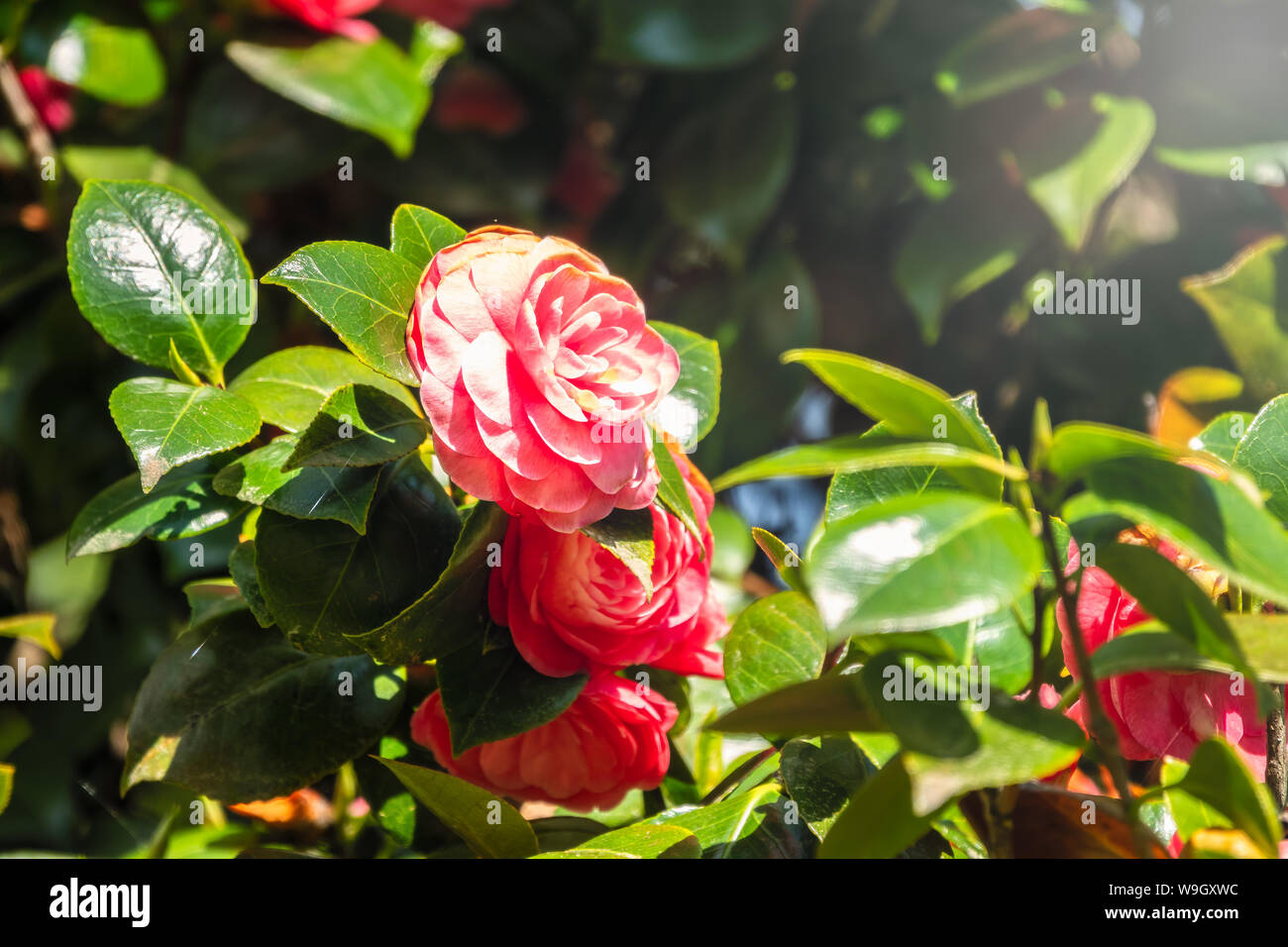 Beautiful vibrant pink camellia flowers. Japanese camellia, Camellia