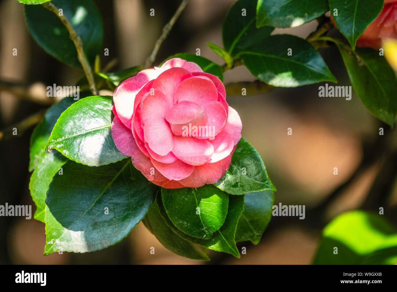 Beautiful vibrant pink camellia flowers. Japanese camellia, Camellia