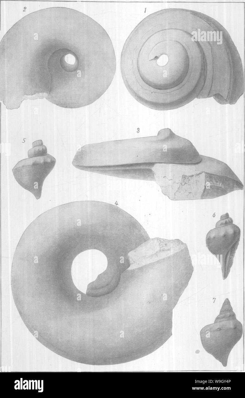 Archive image from page 410 of Gasteropoda and Cephalopoda of the Stock Photo