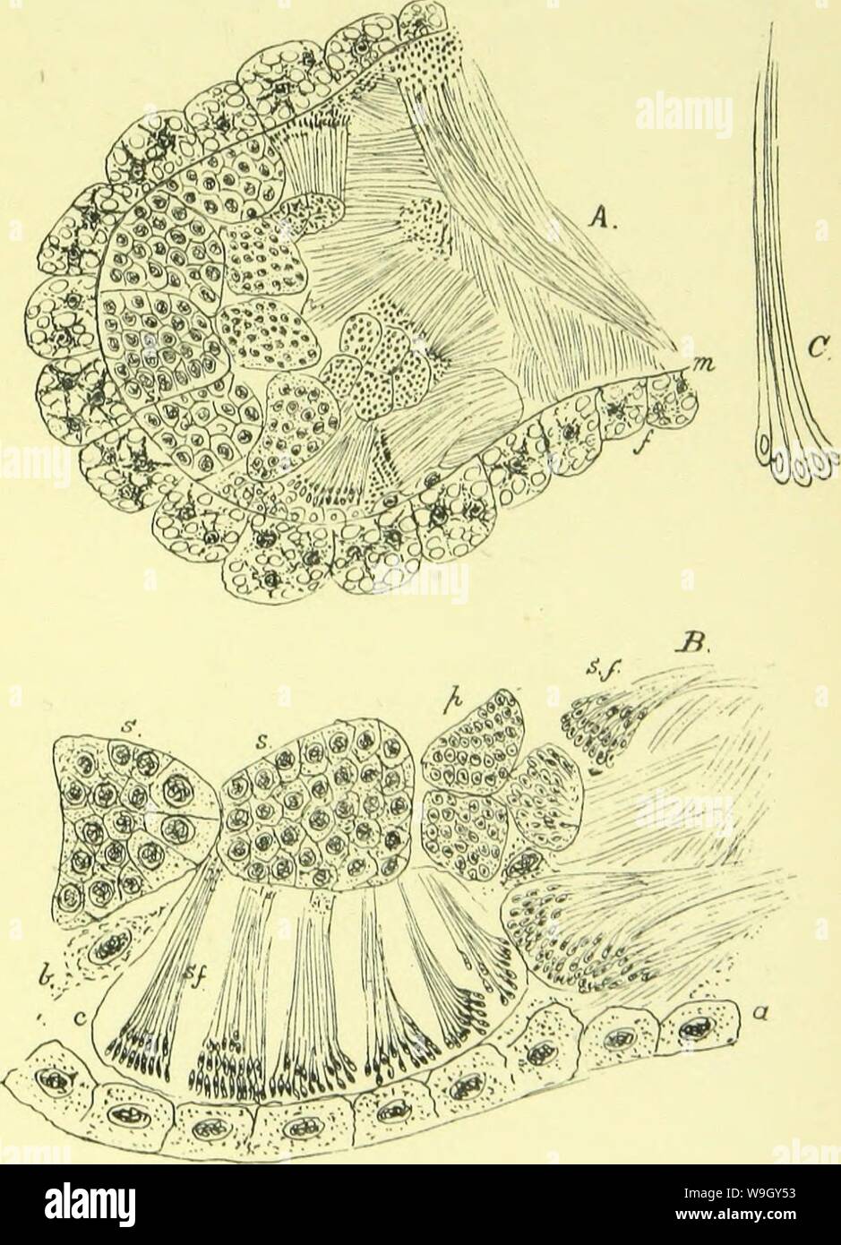 Archive image from page 410 of The anatomy, physiology, morphology and Stock Photo