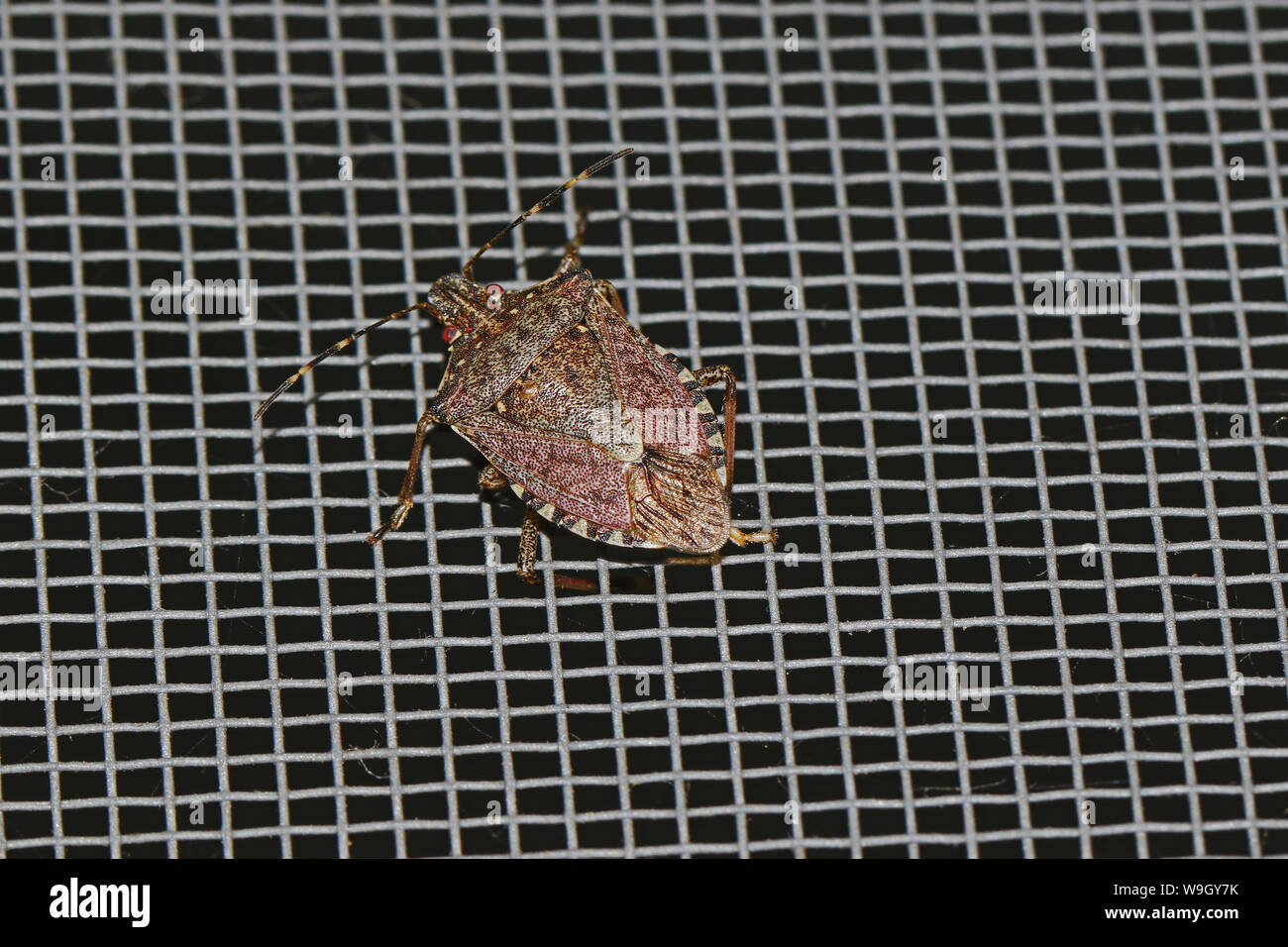 brown marmorated stink bug or shield bug Latin halyomorpha halys from the pentatomidae family in Italy native to Asia a serious pest in Europe and USA Stock Photo