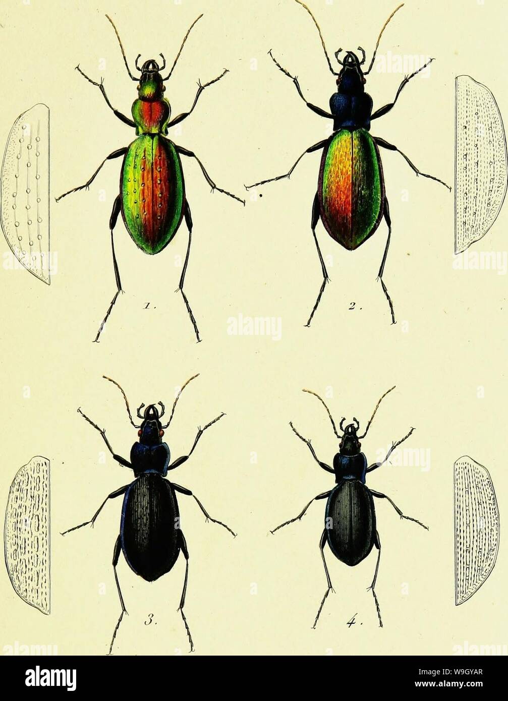 Carabus rutilans hi-res stock photography and images - Alamy