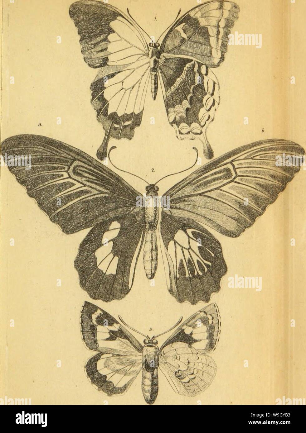 Archive image from page 414 of Wiener entomologische Monatschrift (1857) Stock Photo