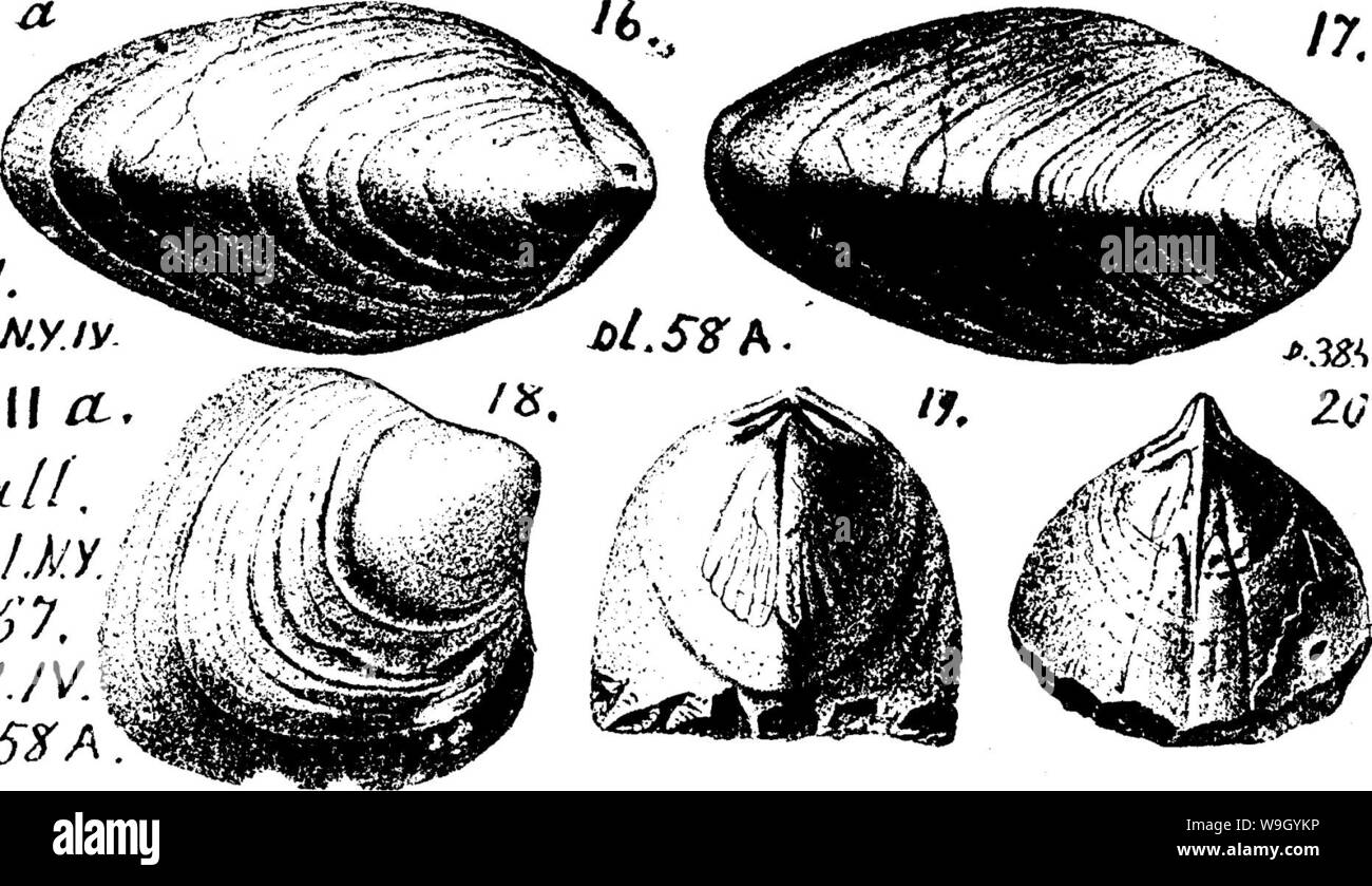 Archive image from page 424 of A dictionary of the fossils Stock Photo