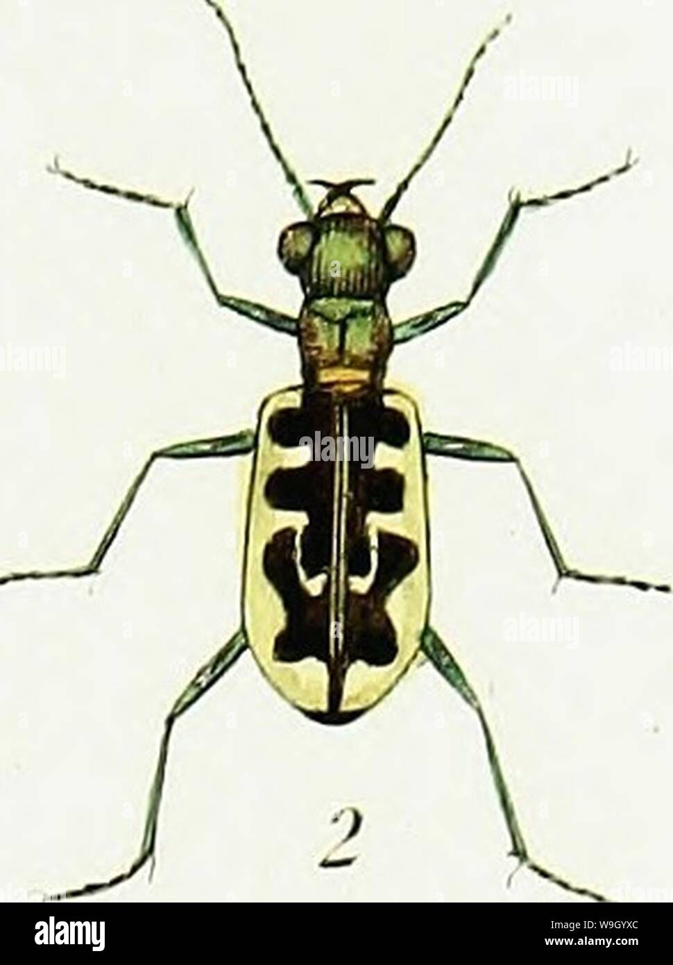 This image from *Iconographie et histoire naturelle des coléoptères d