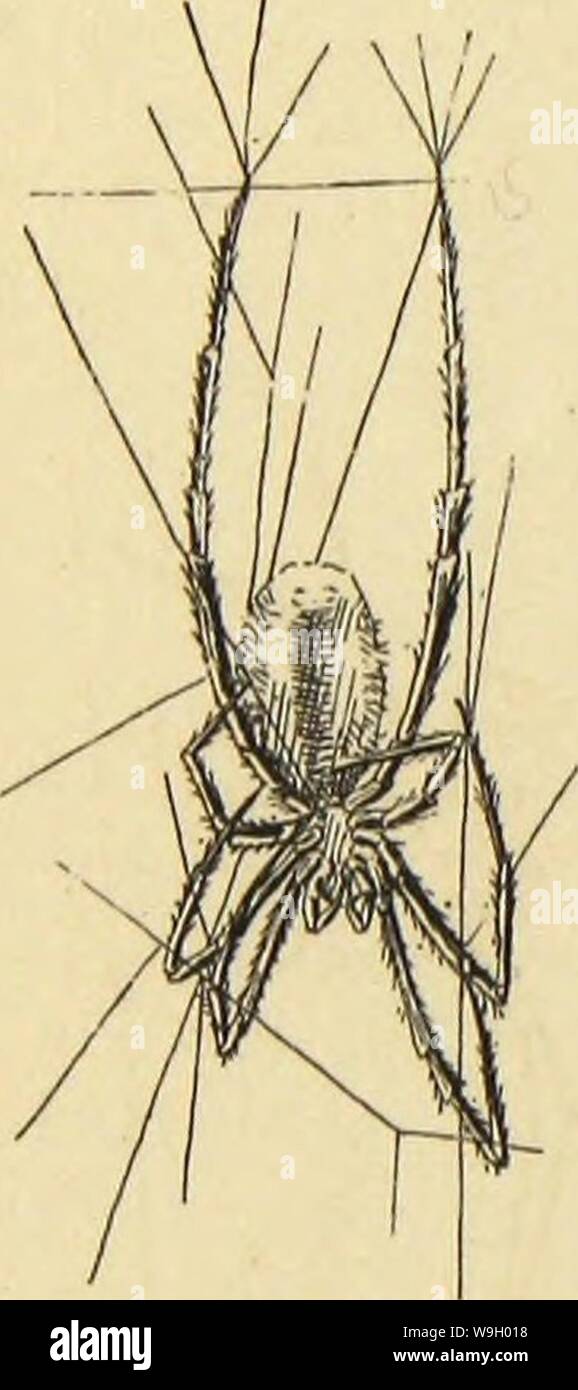 Archive image from page 433 of American spiders and their spinning Stock Photo