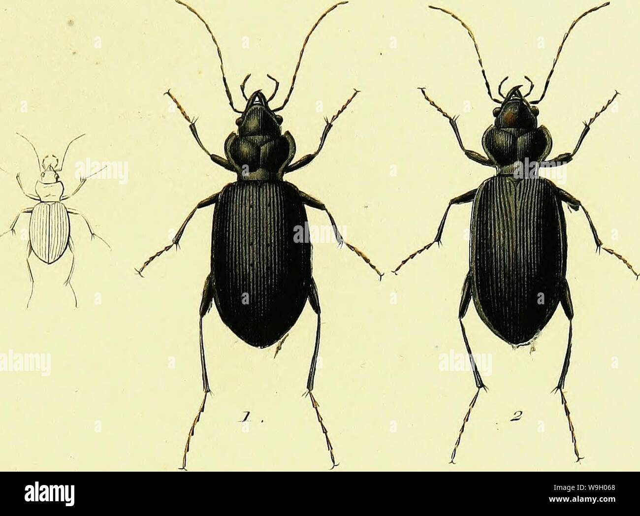 Image From Page 436 Of Histoire D Ardres Depuis Son Origine Jusqu En 11 Stock Photo Alamy