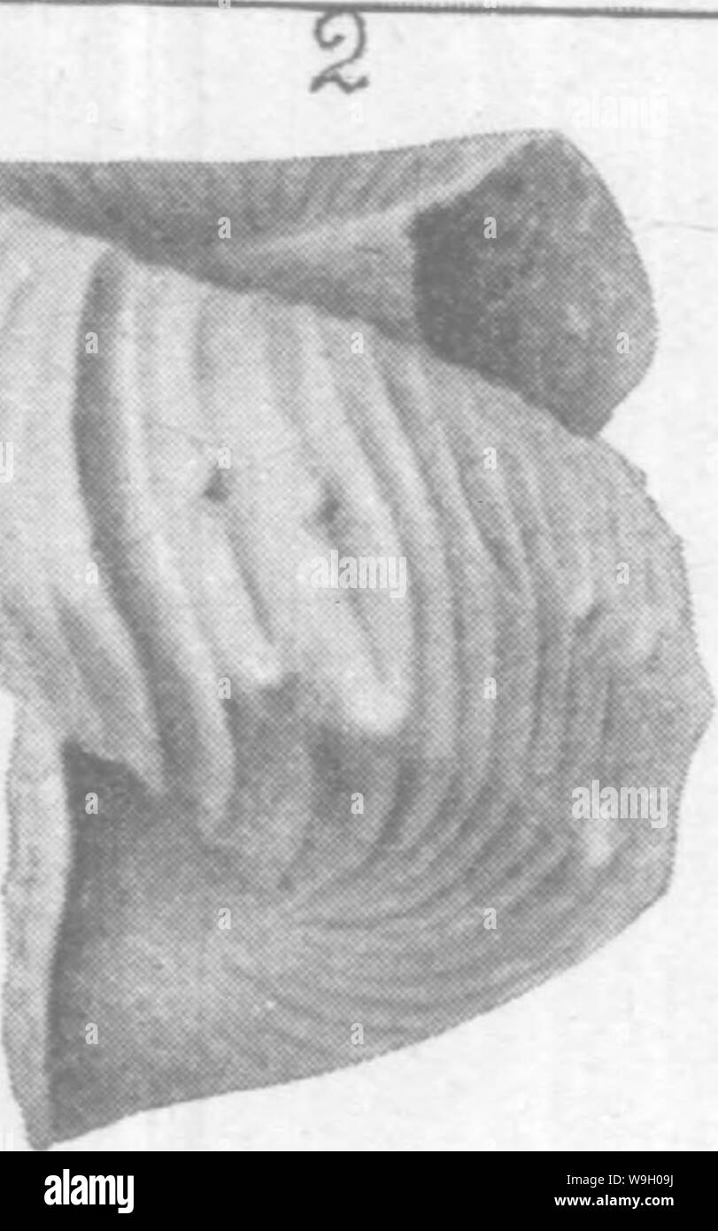 Archive image from page 440 of Gasteropoda and Cephalopoda of the Stock Photo