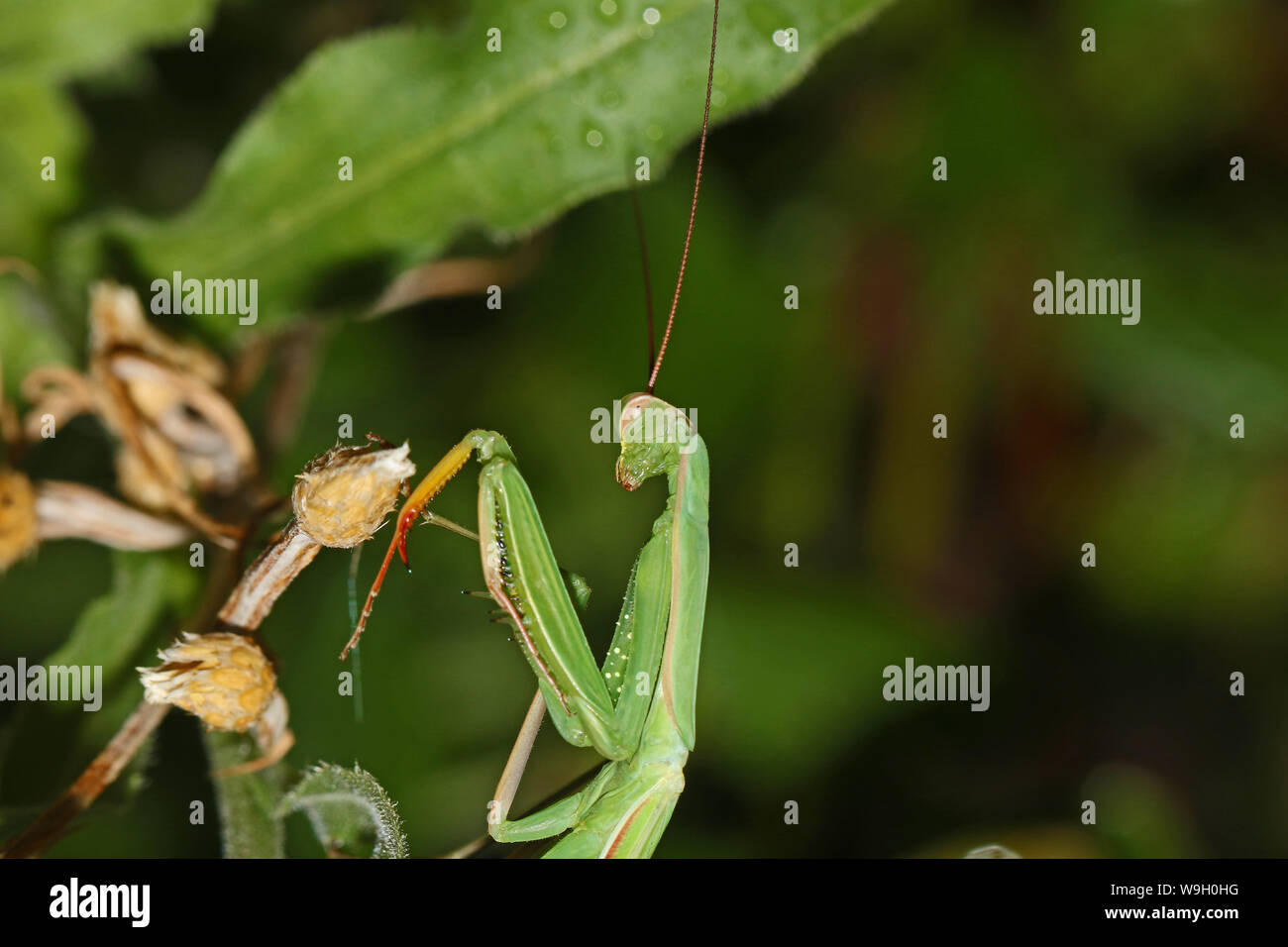 Green European Praying Mantis Or Mantid Latin Mantis Religiosa On A Wild Flower In Summer In Italy State Symbol Or Animal Of Connecticut Stock Photo Alamy