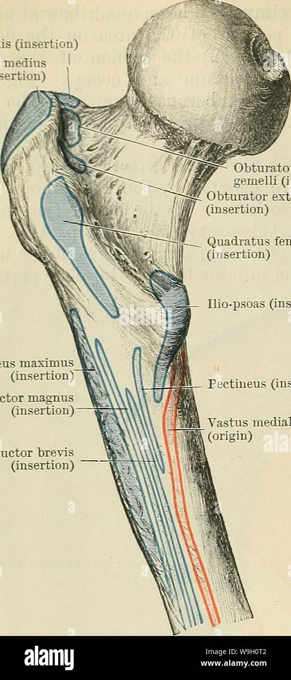 Archive image from page 449 of Cunningham's Text-book of anatomy (1914). Cunningham's Text-book of anatomy  cunninghamstextb00cunn Year: 1914 ( 416 THE MUSCULAR SYSTEM. Piriformis (insertion) Glutens medius (insertion) ;emelli (insertion) Obturator externus (insertion) Quadratus femoris (insertion) Ilio-psoas (insertion)    and the dorsum ilii just lateral to the superior anterior spine, and from the fascia covering its lateral surface (Fig. 369, p. 415). Invested like the gluteus maximus by the fascia lata, it is inserted distal to the level of the us and greater trochanter of the femur into Stock Photo