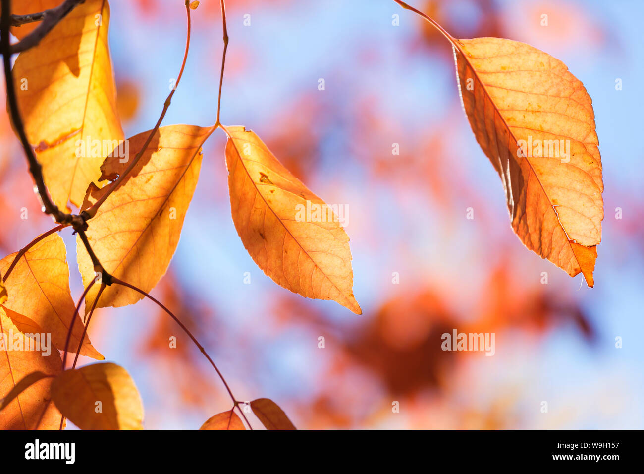 Colorful yellow leaves in Autumn season. Close-up shot. Suitable for background image. Stock Photo