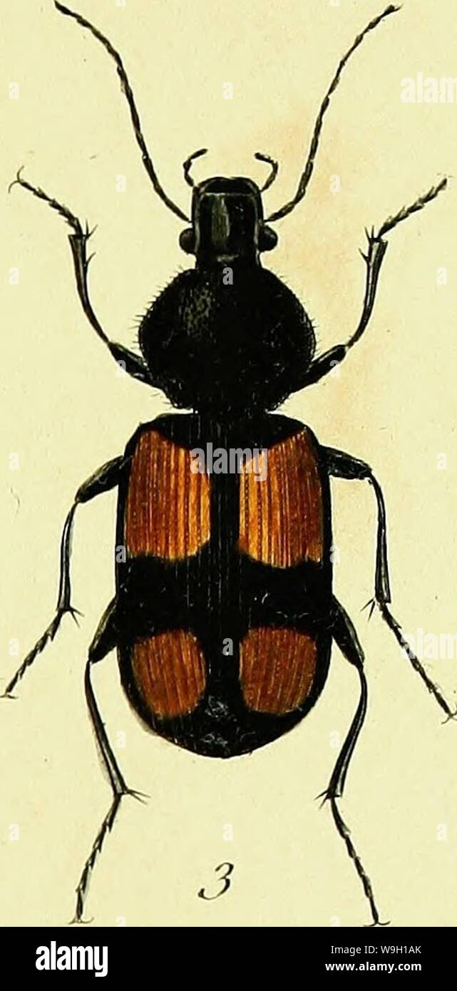 Archive image from page 458 of Iconographie et histoire naturelle des. Iconographie et histoire naturelle des coléoptères d'Europe;  CUbiodiversity1128626-9560 Year: 1829 ( JS AfK Stock Photo