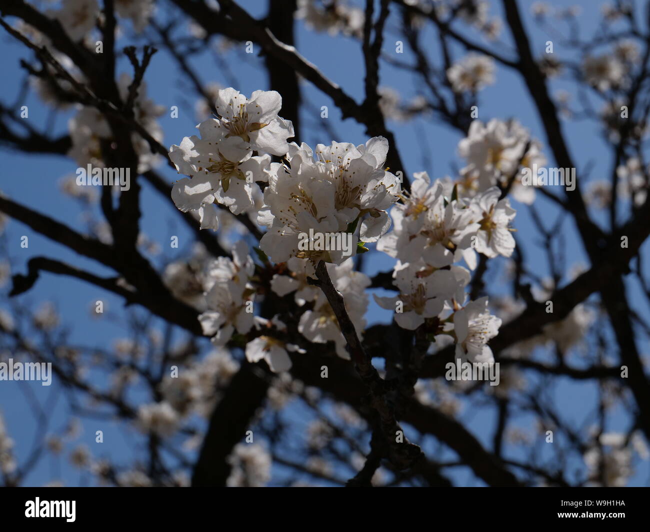 Cherry Blossoms in asian spring Stock Photo