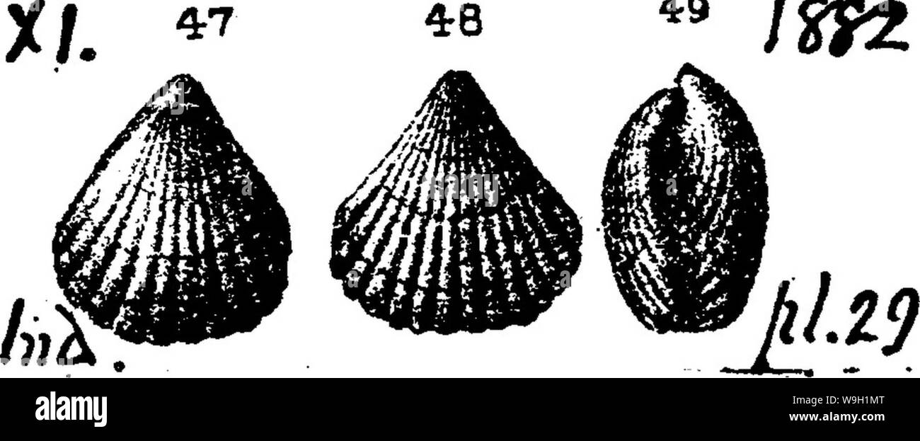 Archive image from page 469 of A dictionary of the fossils Stock Photo