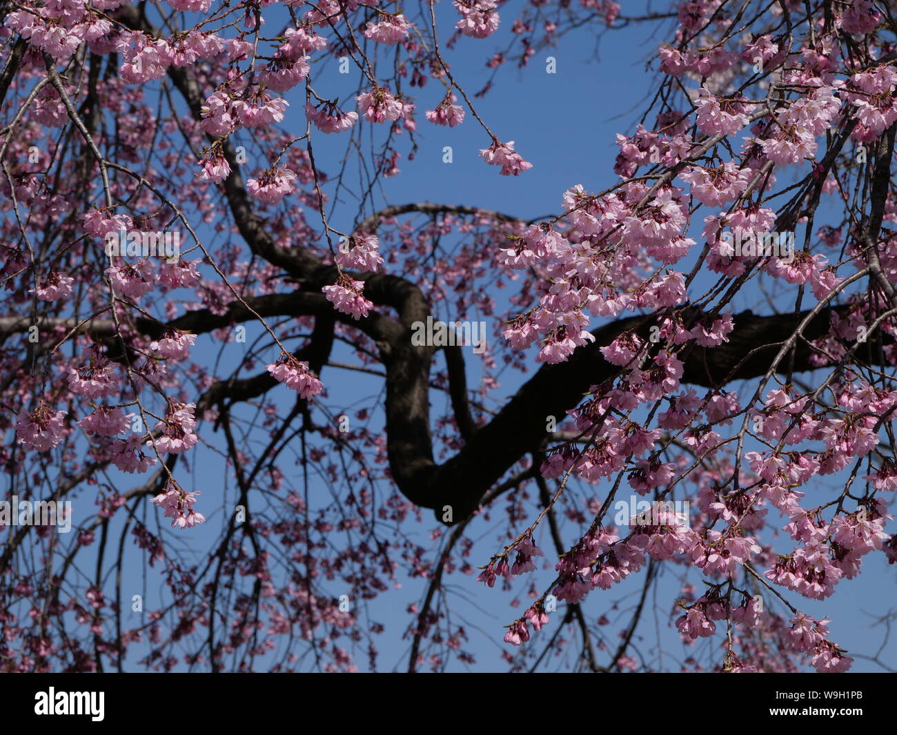 Cherry Blossoms in asian spring Stock Photo