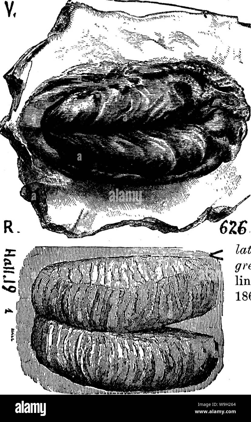 Archive image from page 482 of A dictionary of the fossils Stock Photo