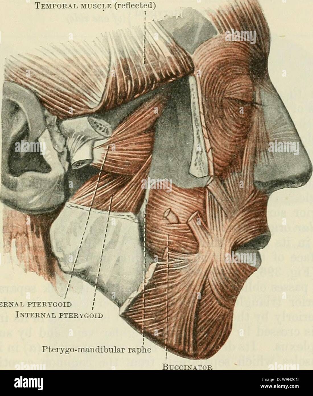 Archive image from page 490 of Cunningham's Text-book of anatomy (1914). Cunningham's Text-book of anatomy  cunninghamstextb00cunn Year: 1914 ( MUSCLES OF MASTICATION. 457 fovea pterygoidea on the anterior aspect of the neck of the mandible (Figs. 403 and 404, p. 455), and (2) the articular disc and capsule of the mandibular articulation. This muscle is covered by the insertion of the temporal muscle and the coronoid process of the mandible, and is usually crossed by the internal maxillary artery. It conceals the mandibular branch of the trigeminal nerve, and the pterygoid origin of the intern Stock Photo