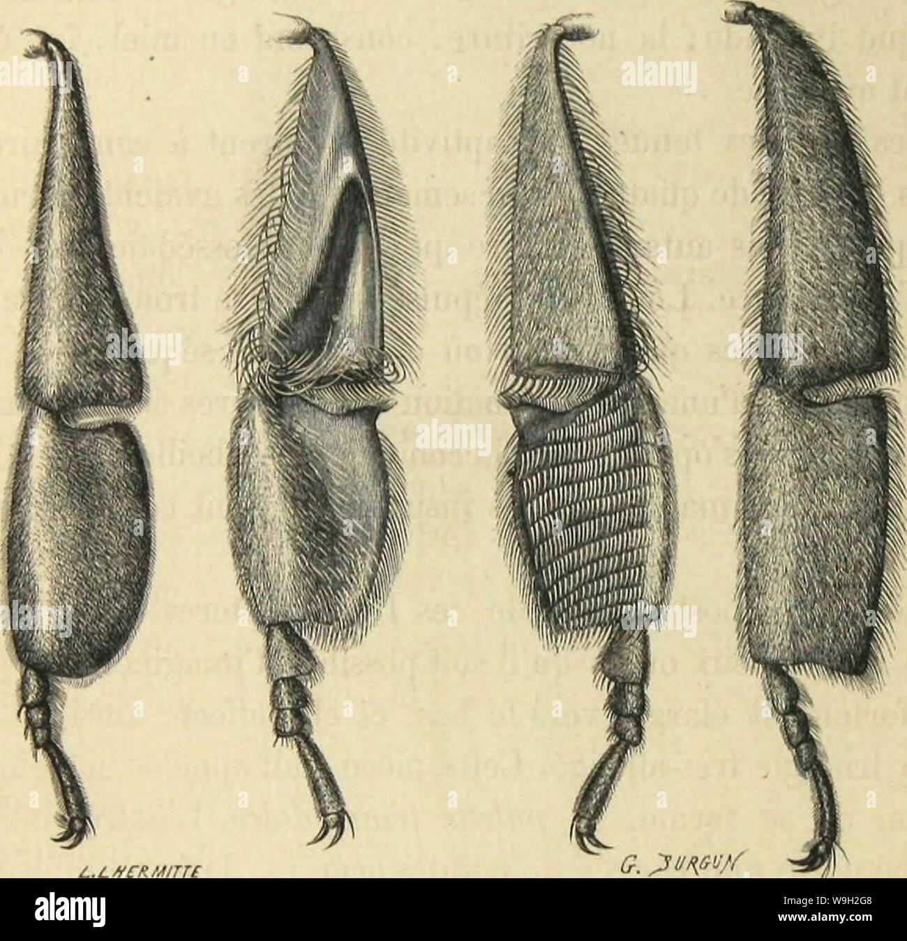 Archive image from page 495 of Métamorphoses mœurs et instincts des. Métamorphoses mœurs et instincts des insectes (insectes, myriapodes, arachnides, crustacés)  CUbiodiversity1118075 Year: 1868 ( U-2 LES MCTAMORPIIOSES DES INSECTES. ne travaille pas, les instniments doivent lui manquer; elle en est dépourvue en effet, mais elle en a des vestiges, comme des témoins de parties importantes chez son espèce. Il en est de nuMuo pour le mâle. Ainsi, chez les femelles et chez les mâles,    PATTIÎ POSTÉniEUllE DE l'ADEILLE DOMESTIQUE. 1. Uc la femelle féconde. — 2. Do l'ouvrière, vue eo dehors. — 3 Stock Photo