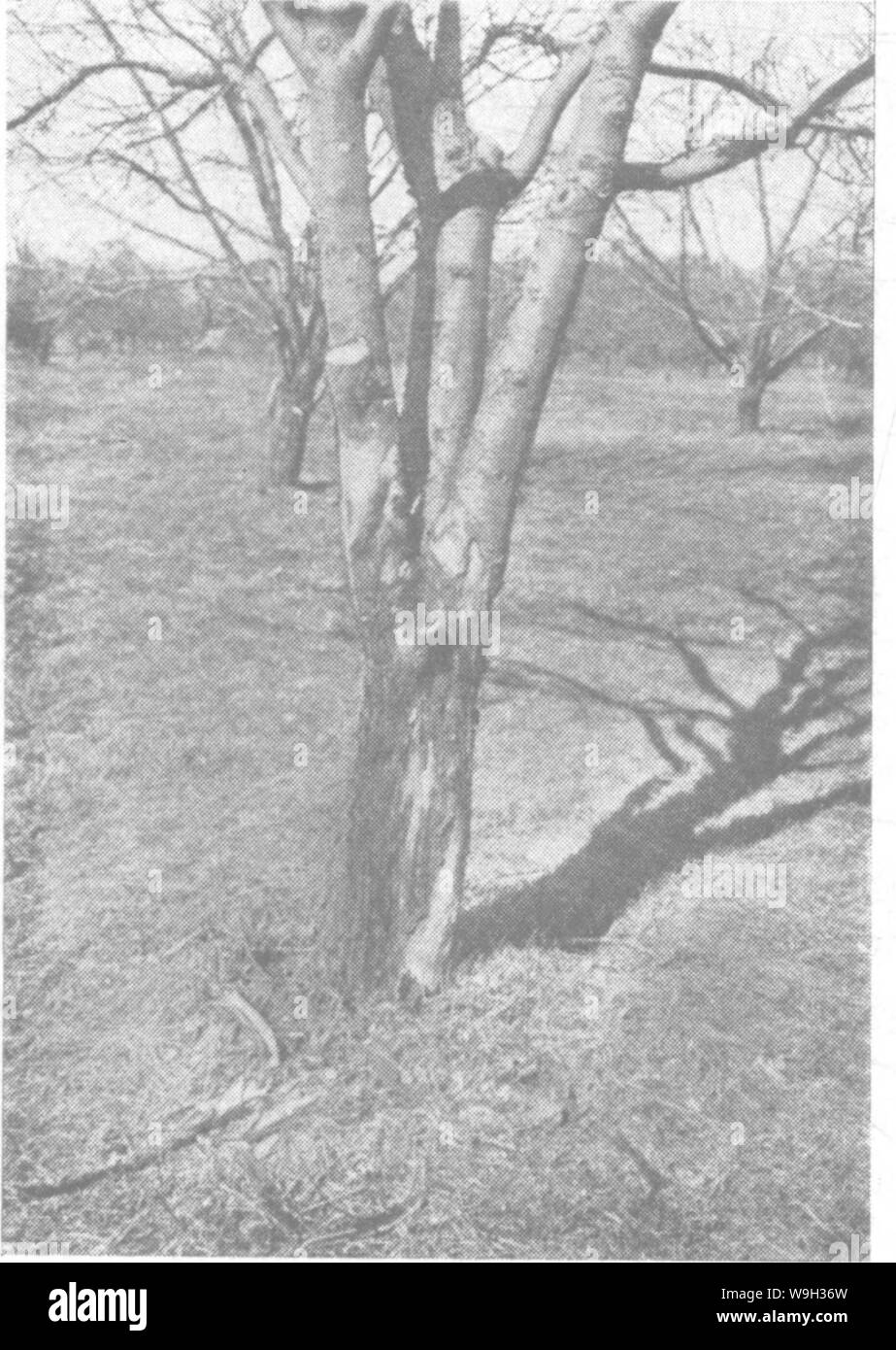 Archive image from page 519 of The encyclopedia of practical horticulture; Stock Photo
