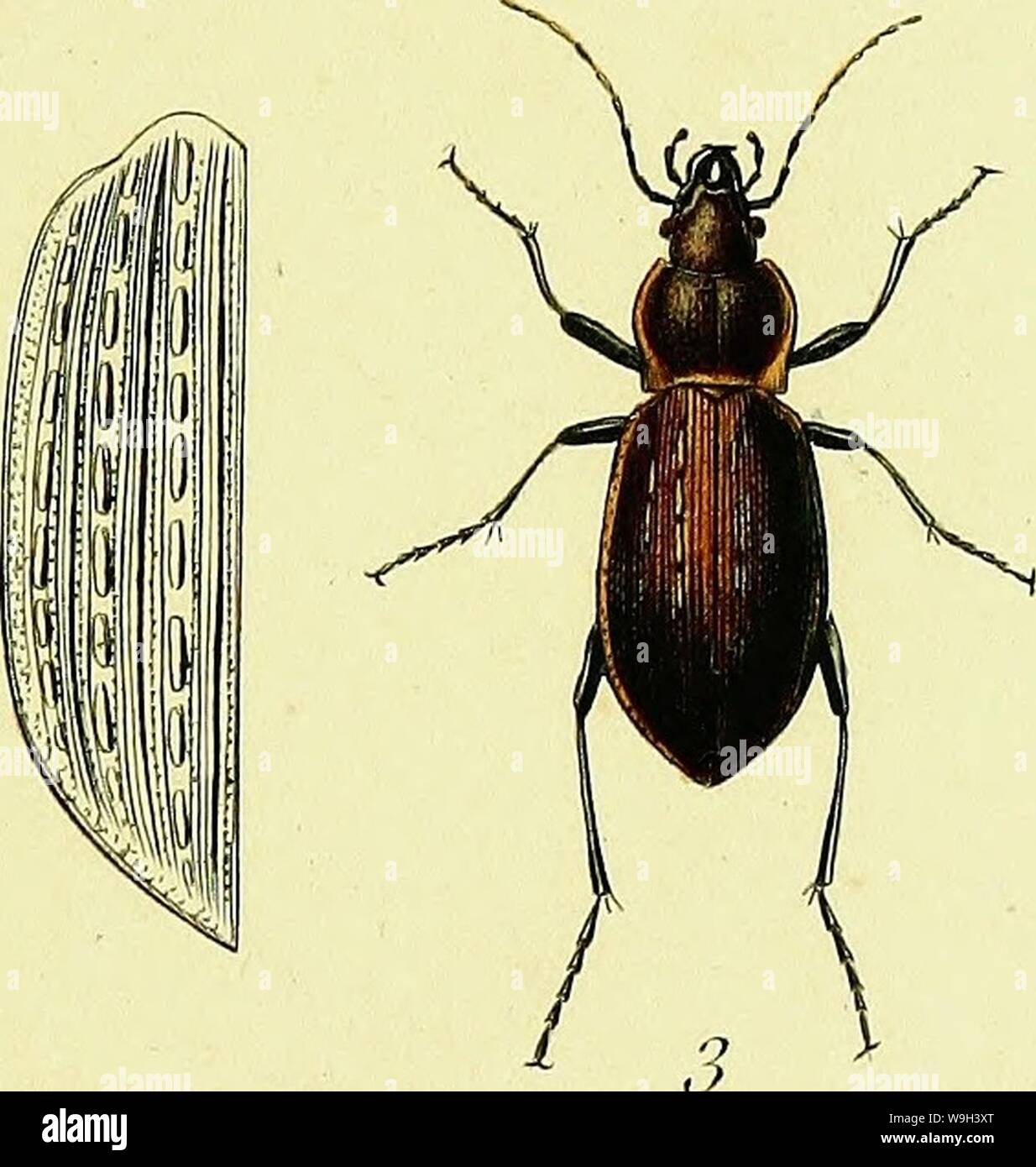 File:Histoire naturelle et iconographie des insectes coléoptères d'Europe BHL443
