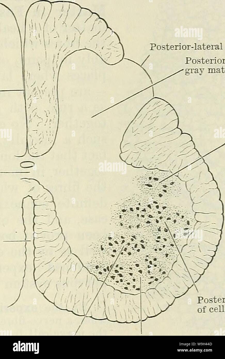 Archive image from page 564 of Cunningham's Text-book of anatomy (1914). Cunningham's Text-book of anatomy  cunninghamstextb00cunn Year: 1914 ( THE WHITE MATTEE OF THE SPINAL MEDULLA. 531 Posterior- median septum Gray commis- sure Anterior median fissure Posterior-lateral furrow Posterior column of gray matter Retro-postero- lateral group of cells stitute the white rami communicantes. They represent the splanchnic efferent fibres of the medulla spinalis. Nucleus Dorsalis (O.T. Clarke's Column).—This occupies the posterior column of gray matter and is the most conspicuous of all the cell-groups Stock Photo
