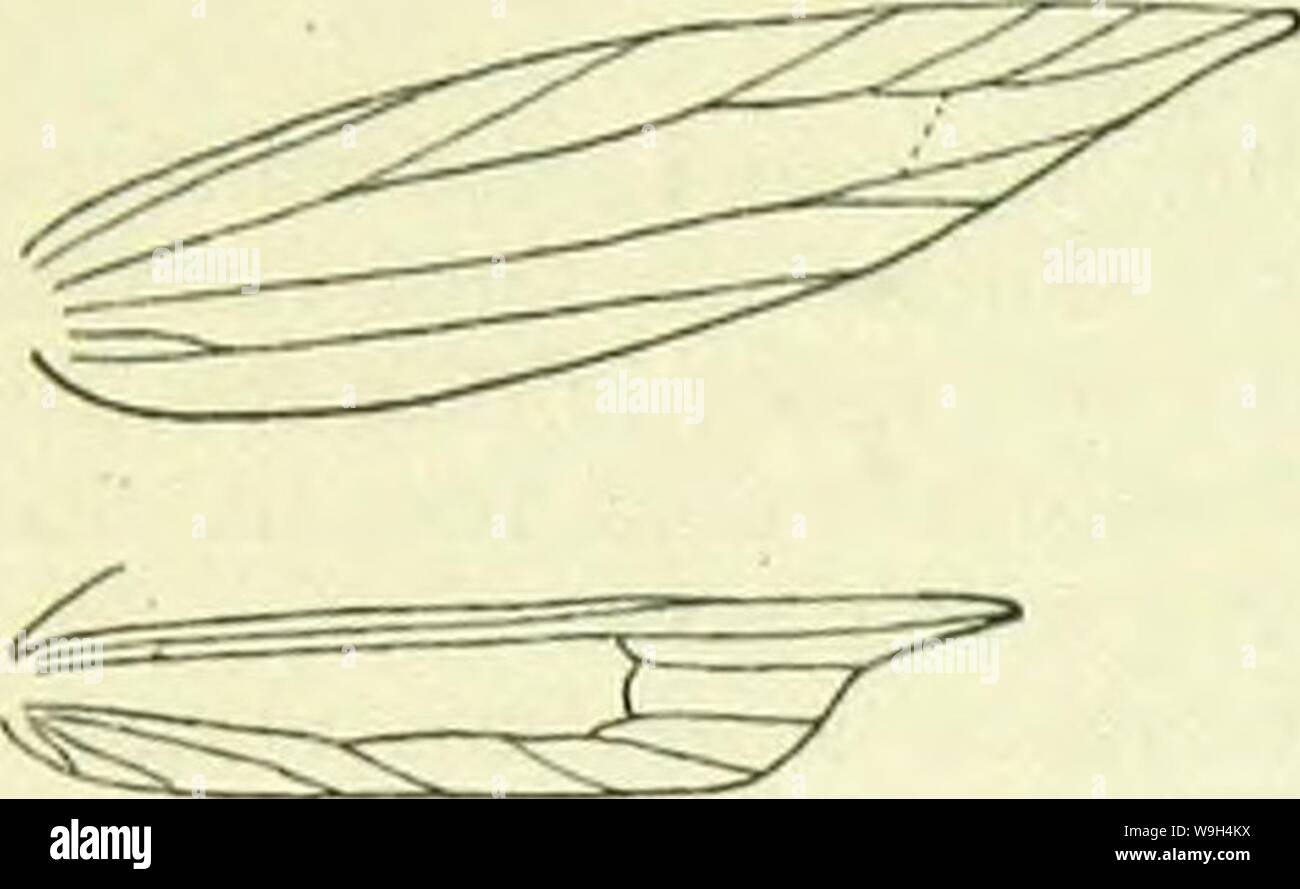 Archive image from page 587 of A handbook of British lepidoptera. A handbook of British lepidoptera  CUbiodiversity1126142 Year: 1895 ( 578 TINEINA [sTENOI.EOHIA    Nouration uf Stiiwl&gt;rhia &lt;j&lt;mimH'. Only the two following species are known; the genus is derived from Gelechia. Imago with forewings elongate, narrow, pointed. Forewings with inwardly oblique black fascia 1. g&mmella. „ without such fascia . . 2. albiceps. 1. S. gemmella, L. (nivea, Hw.) 9-11 mm. Head white. Forewings whitish, somewhat sprinkled with brownish; a spot on costa near base and another at J, an inwardly obliqu Stock Photo