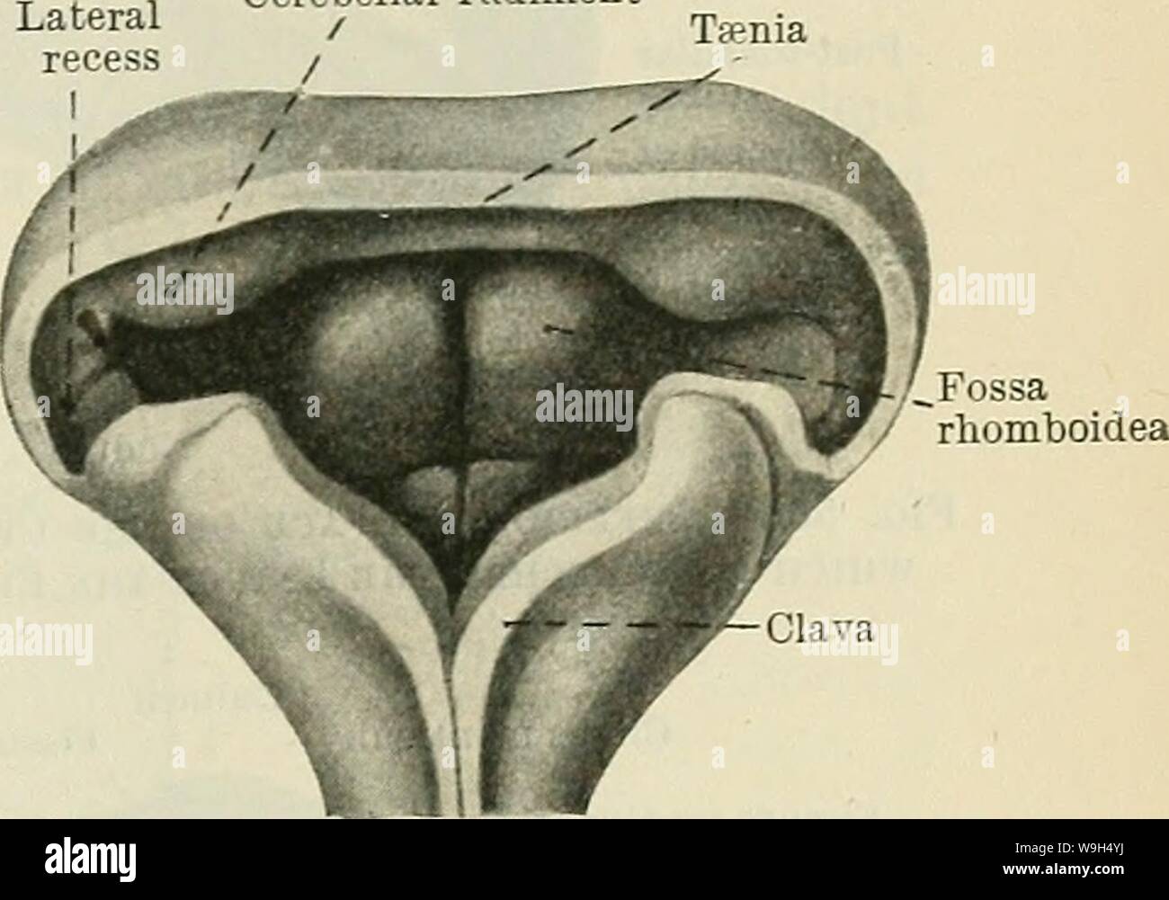 Archive image from page 604 of Cunningham's Text-book of anatomy (1914). Cunningham's Text-book of anatomy  cunninghamstextb00cunn Year: 1914 ( THE CEEEBELLUM. 571 Cerebellar rudiment    The accentuation of the pontine flexure at this stage brings the two cerebellar rudiments into the transverse direction and in line one with the other and the roof-plate, which is now being thickened by immigrant neuroblasts from the medial extremities of the two cerebellar rudiments. When one organ is thus formed by the union in the roof-plate of the originally separate rudiments, it presents the form of a du Stock Photo
