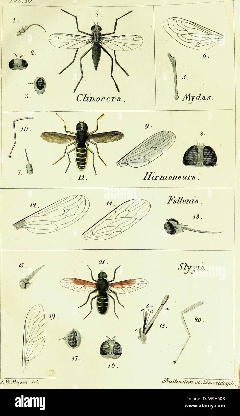 Archive image from page 599 of Systematische Beschreibung der bekannten europäischen. Systematische Beschreibung der bekannten europäischen zweiflügeligen Insekten  CUbiodiversity1125517-9534 Year: 1818 ( Ta6.iÖ.    7, W.Mtipen. c£&C. Stock Photo