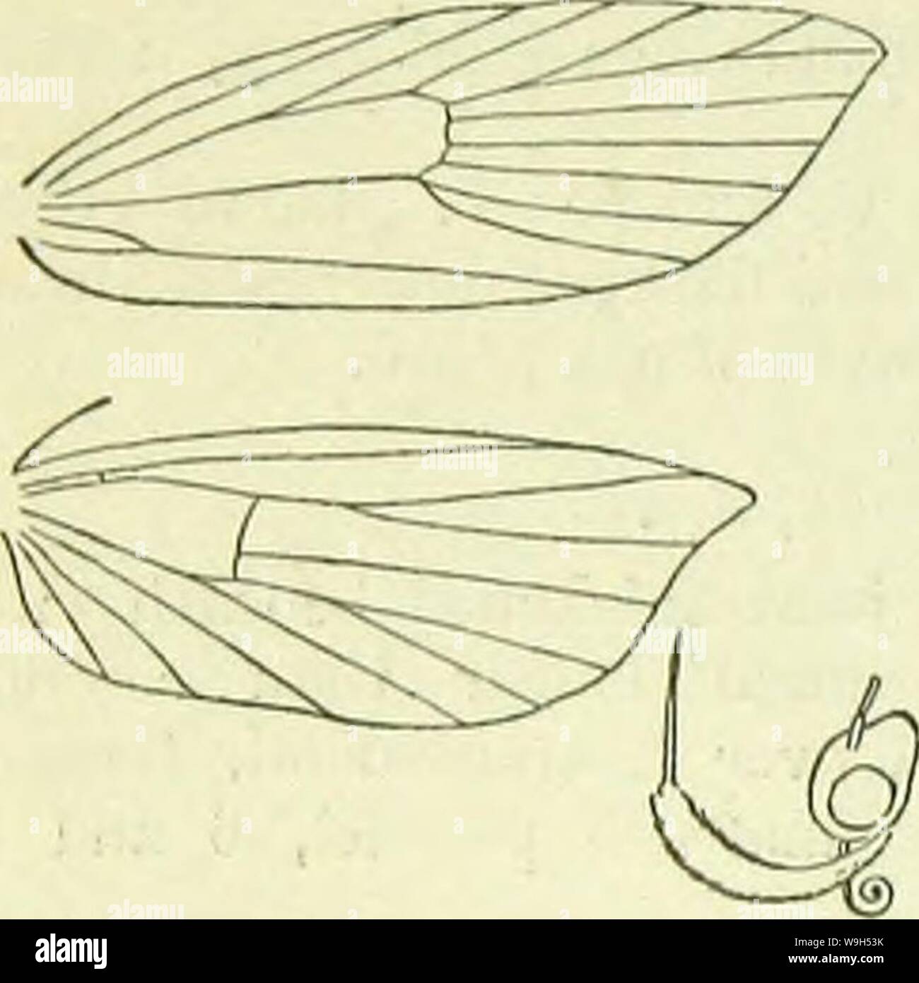 Archive image from page 615 of A handbook of British lepidoptera. A handbook of British lepidoptera  CUbiodiversity1126142 Year: 1895 ( [brachmia    1. Termen of fore wings subconcave, stigmata black . 2. i, „ straight, stigmata not black 2. ru/escens. '2. Forewings with dark fasciae . .1. gerronella. „ without transverse markings . 3. inornatella. 1. B. gerronella, Z. 11-12 mm. Forewings with termen subconcave; ochreous, irrorated with brown; an indistinct darker angulated fascia at ; a more distinct oblique dark fuscous fascia beyond middle ; stigmata black, first discal be- yond plioal; an Stock Photo