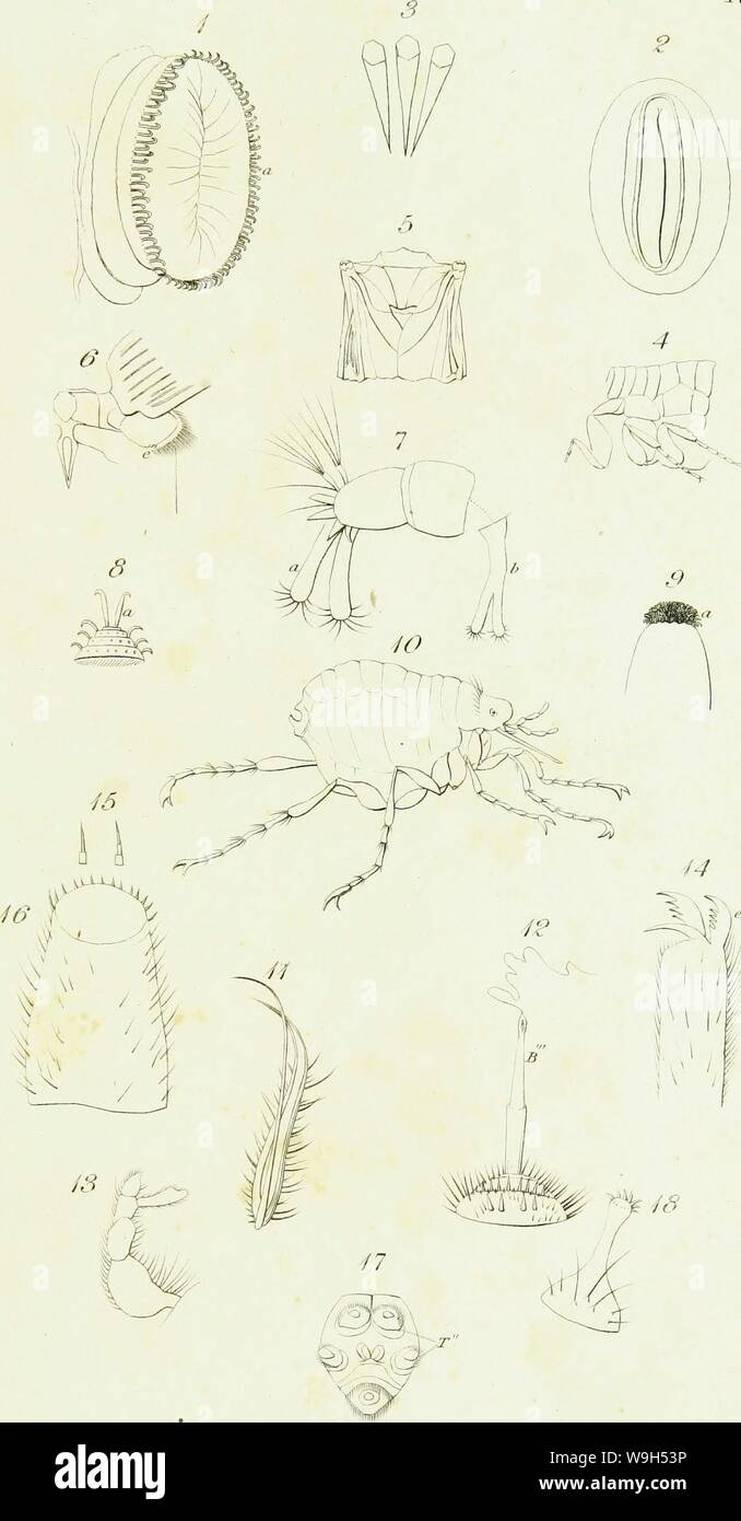 Archive image from page 620 of An introduction to entomology, or, Stock Photo