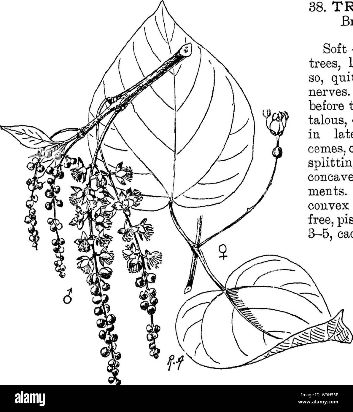 Archive image from page 620 of Indian trees an account Stock Photo