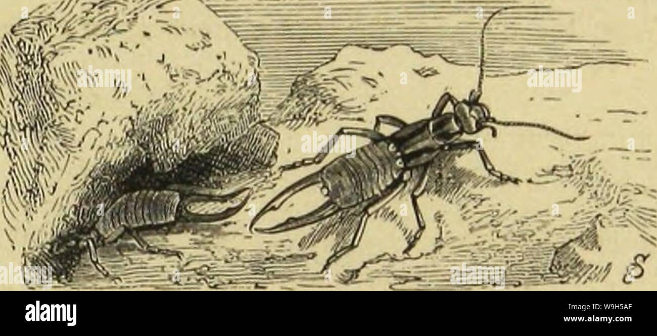 Archive image from page 632 of Die Insekten, Tausendfüssler und Spinnen. Die Insekten, Tausendfüssler und Spinnen  CUbiodiversity1123035 Year: 1877 ( lojjcv uub gemeiner DfyrUHtnu. :65 oben um (crfteßagc), bann bet fo gclürjte 3-lügcl bom borberen ctcnrc ou§ fäccvfövniig jufammen (jtueite Sage), Mefex g-äd)er unter bog breite tuet bc§ 33orberfelbc§ (britte ßagc), unb juleüt fdjiebt fid) biefeS ber ßänge nod) aufammengeflappt unter bie allein fid)tbare ßeberfdjuppc (bicrtc ßage). 3öer mit Slufmcrtfamfcit bcn gtügel einei Deljrlingc§ entfaltet unb roieber jufammcnlcgt, tann fid) bei einiger 33 Stock Photo