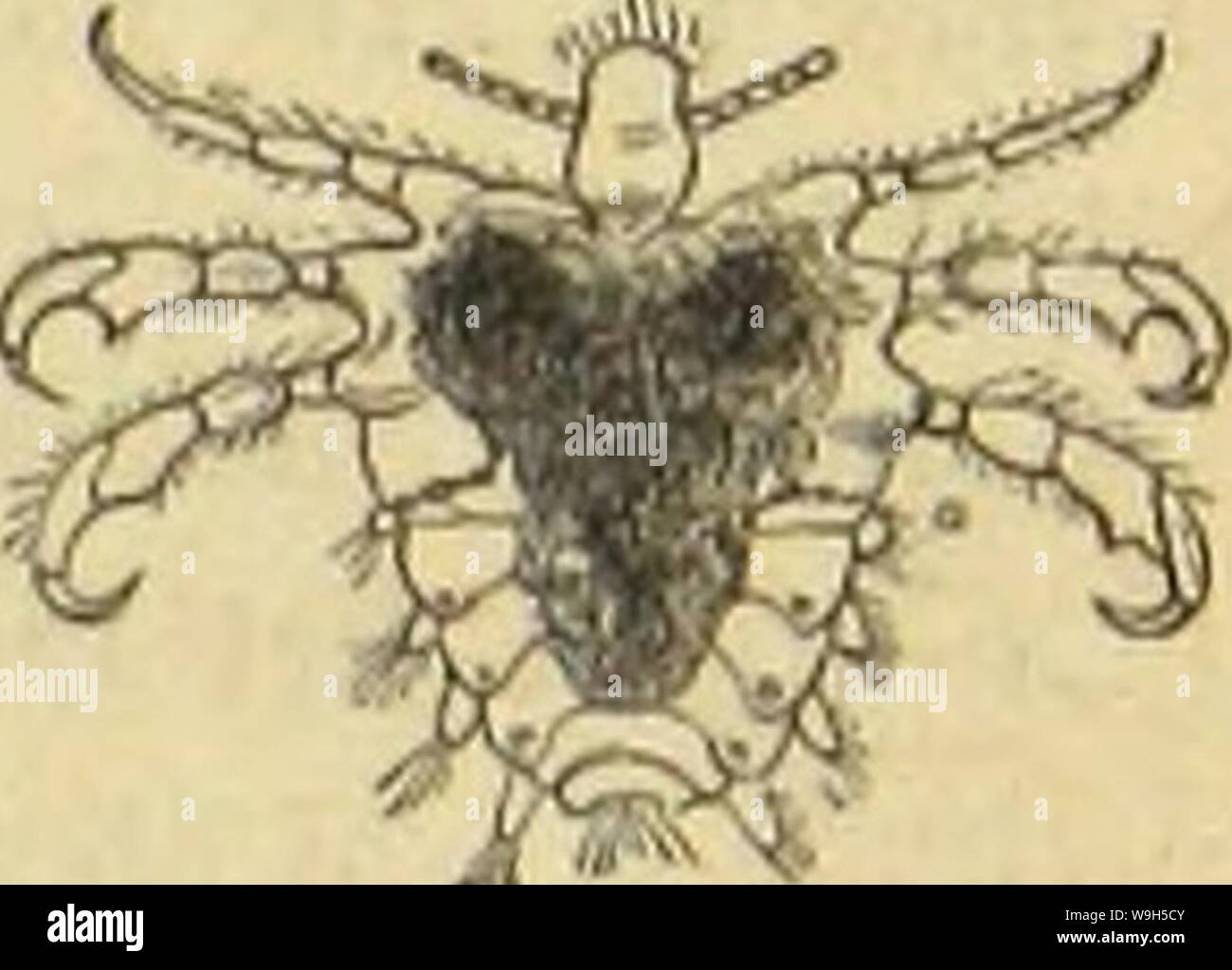 Archive image from page 642 of Die Insekten, Tausendfüssler und Spinnen