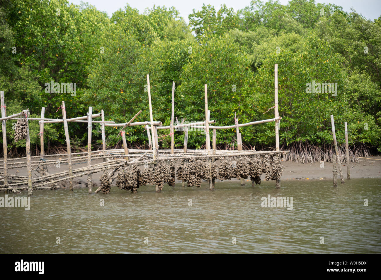 Oyster farm in mangrove forest area at Chanthaburi, Thailand. One of
