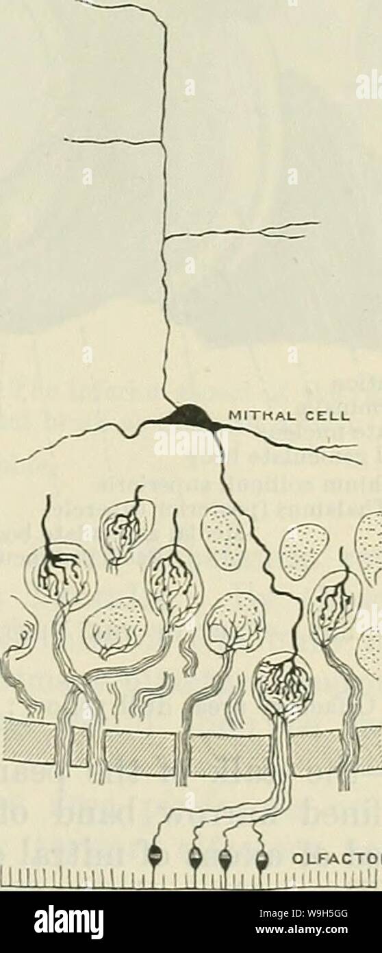 Archive image from page 656 of Cunningham's Text-book of anatomy (1914) Stock Photo