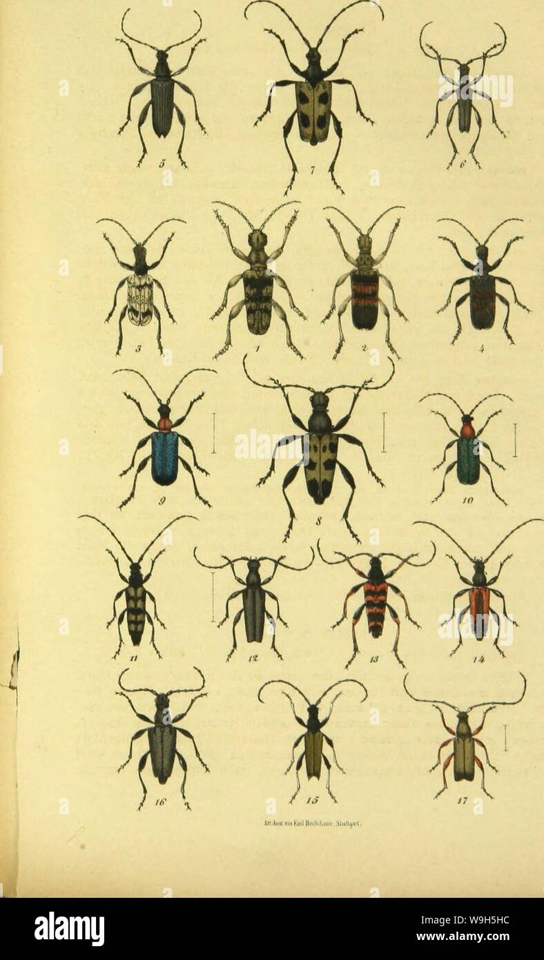 Archive image from page 660 of C G Calwers Käferbuch; Naturgeschichte. C. G. Calwers Käferbuch; Naturgeschichte der Käfer Europas zum Handgebrauche für Sammler CUbiodiversity1129343 Year: 1883 ( TaP.41. Stock Photo
