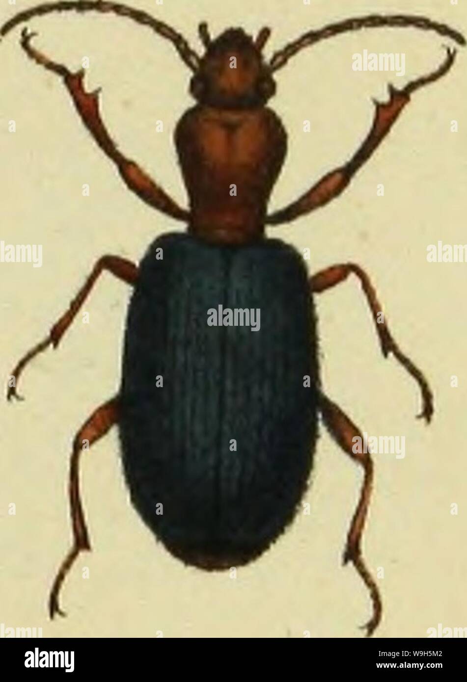 Archive image from page 656 of Insekten der Schweiz, die vorzueglichsten. Insekten der Schweiz, die vorzueglichsten Gattungen je durch eine Art bildlich dargestellt CUbiodiversity1121885 Year: 1836 ( 'LouSuutJ efayuf Stock Photo