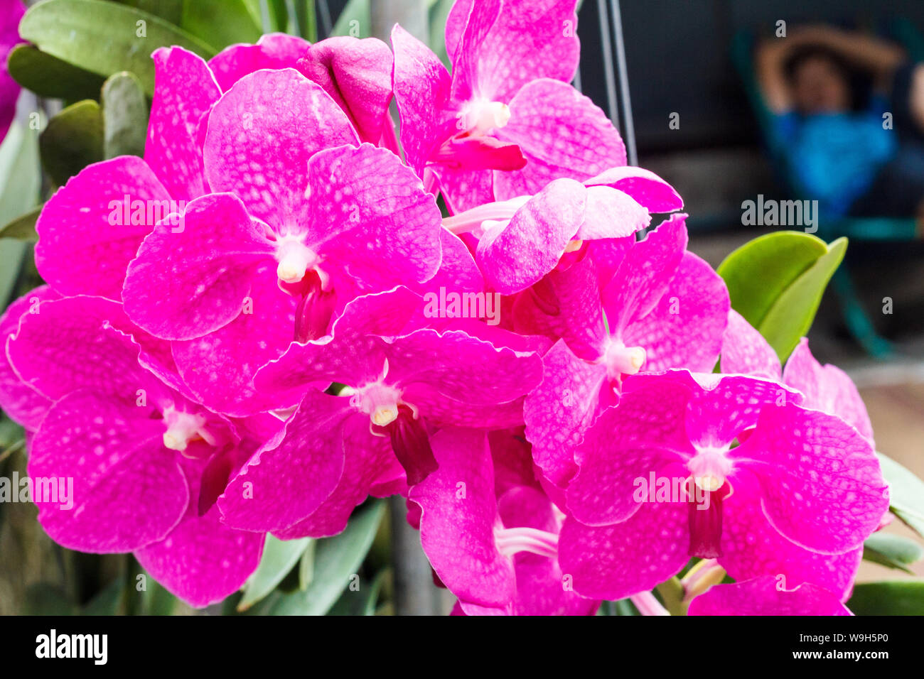 Purple orchid flower Stock Photo Alamy