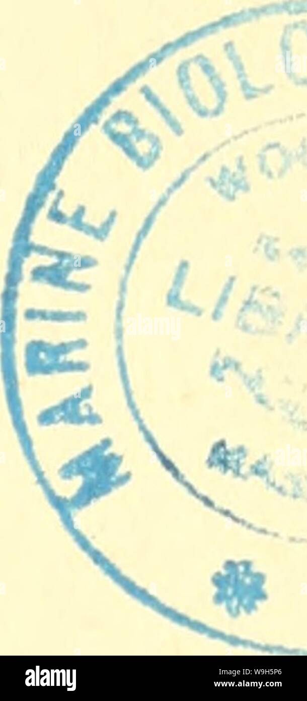 Cyprinella High Resolution Stock Photography And Images Alamy