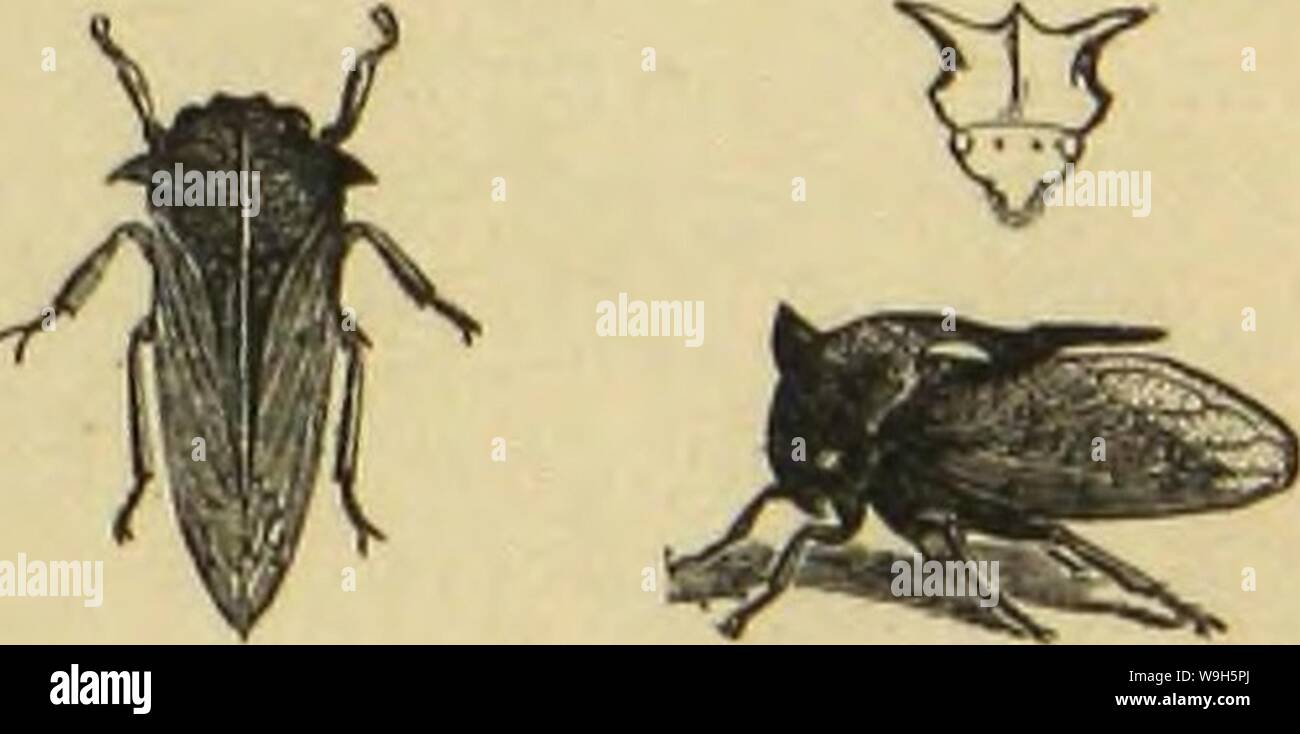 Archive image from page 664 of Die Insekten, Tausendfüssler und Spinnen. Die Insekten, TausendfuÌssler und Spinnen  CUbiodiversity1123035 Year: 1877 ( Otyrenjivpc. Âdjaumcifabe. SMutflecfige Âtinijive. ÂeÃ¶vnte SDovnjitVe. 595 crfcfjcincn bie Stilen toenigcr gcftrcdt aU anbete. Sftjre .gÃ¼ntevtjÃ¼ftcn treten fuvj fcgclfÃ¶rmig l)crauÂ§, nnb Don bcn fantigen Âdjienen merben bic Ijiuterftcn am 6nbc bon Sorftcn umtvÃ¤njt. gafÃrcicljc Surfen biefer ghpen breiten fiel) Ã¼ber alle Ârbtfjeilc auÂ§, unter iljnen bie grÃ¶fjtcu ber ganjen gamilic Ã¼ber bcn Ijeifjeu @Ã¼rtel. SinfÃ¤ auf beut Orangcnblatte Stock Photo
