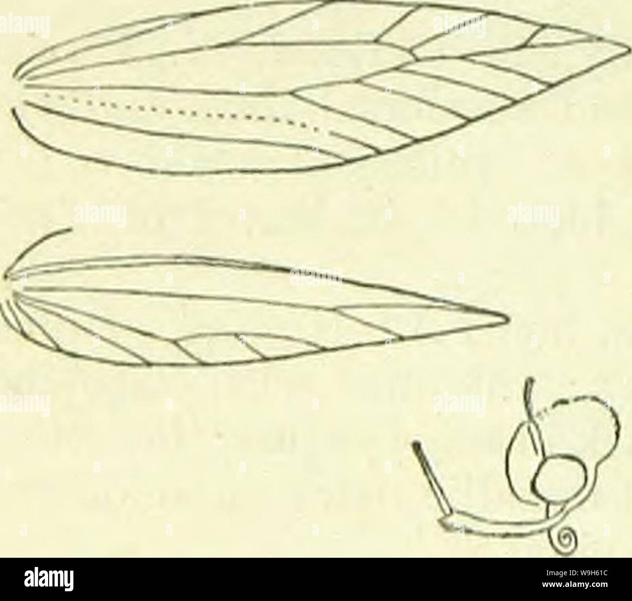 Archive image from page 673 of A handbook of British lepidoptera. A handbook of British lepidoptera  CUbiodiversity1126142 Year: 1895 ( TINEINA [STATHMOPODA J, linear-lanceolate, cilia 6; transverse vein partly absent, G and 7 connate. A rather extensive genus, occurring especially in Australia, New Zealand, the Indo-Malayan and African regions; only two species have been found in Europe. Larva feeding in fruits or galls. Pupa in a silken cocoon. Imago with forewings narrow, broadest near base, long-pointed. All the species in repose often carry the posterior legs semierect, projecting between Stock Photo