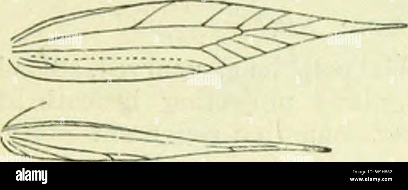 Archive image from page 671 of A handbook of British lepidoptera. A handbook of British lepidoptera  CUbiodiversity1126142 Year: 1895 ( TINEINA [nATRAOHKDRA    Nmiration of Coamoptoryx dncrydla. former rather elongate, sometimes nearly obsolete. Hindwings rather dark grey. S. England to Hereford and Norfolk, local; C. Europe; 7. Larva reddish-brown; head black; plate of 2 black, anterior edge white: in a silken gallery amongst needles of Finns sylvestris and P. excelsa ; 9-5. 5. CoSMOPTEItYX, lib. Antennae nearly 1, in S simple, basal joint very long. Labial palpi very long, recurved, second j Stock Photo