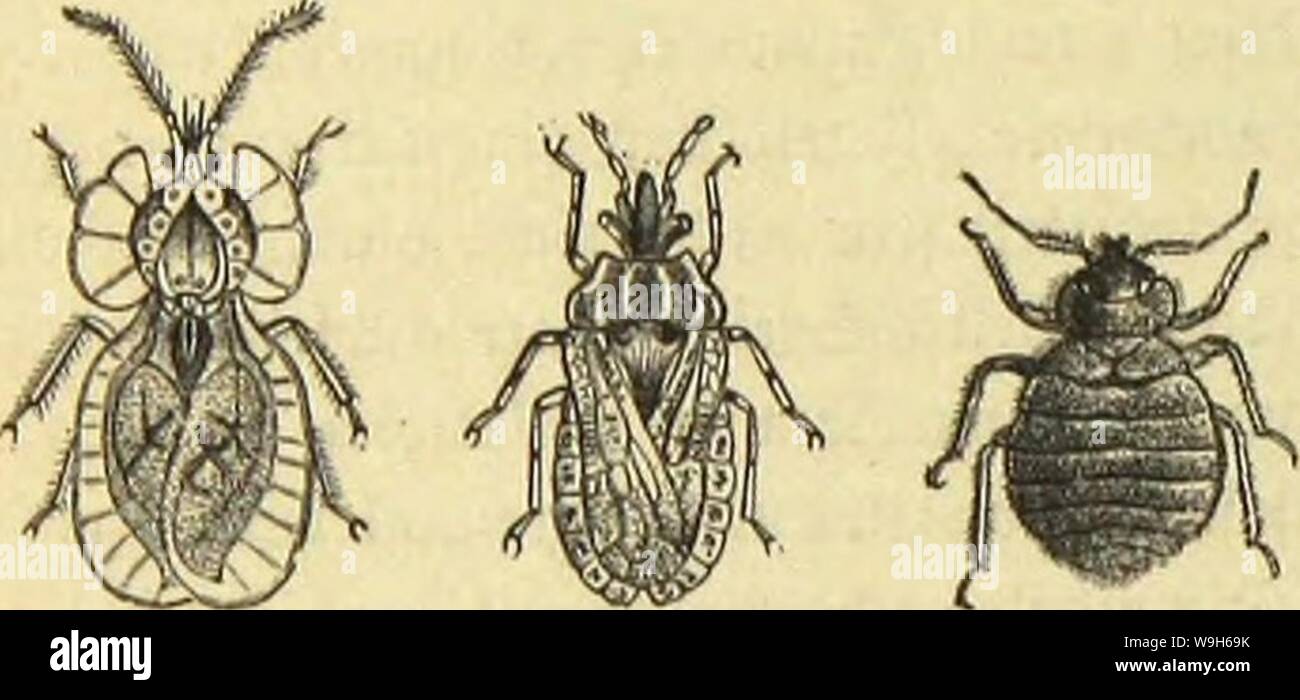Archive image from page 679 of Die Insekten, Tausendfüssler und Spinnen. Die Insekten, Tausendfüssler und Spinnen  CUbiodiversity1123035 Year: 1877 ( C08 Siebente Oibmutg: Sdjuciljelferfe; fimfjet)iite Ramilie: §aii3Cit; ferfüllte: äBtefeuwaujeii. bie bieten, biergtieberigen gfttpre fijjen. SDev djnabet veidjt bis jum ßnbe bet 2)ovbcrbruft ober wenig über baäfetbe prmuS, auf bem born berfdjmälerten q$nlSfcr)iIbe evt-eben fid) mehrere ßangS leiften foWie auf bem 2ebevtl)eile ber »alfibecten einige tväftige 2cing3vibben. Sei bev gemeinen 9cinbenWanje (Aradus corticalis, gfig. 2) §«üf&lt;äjt bi Stock Photo