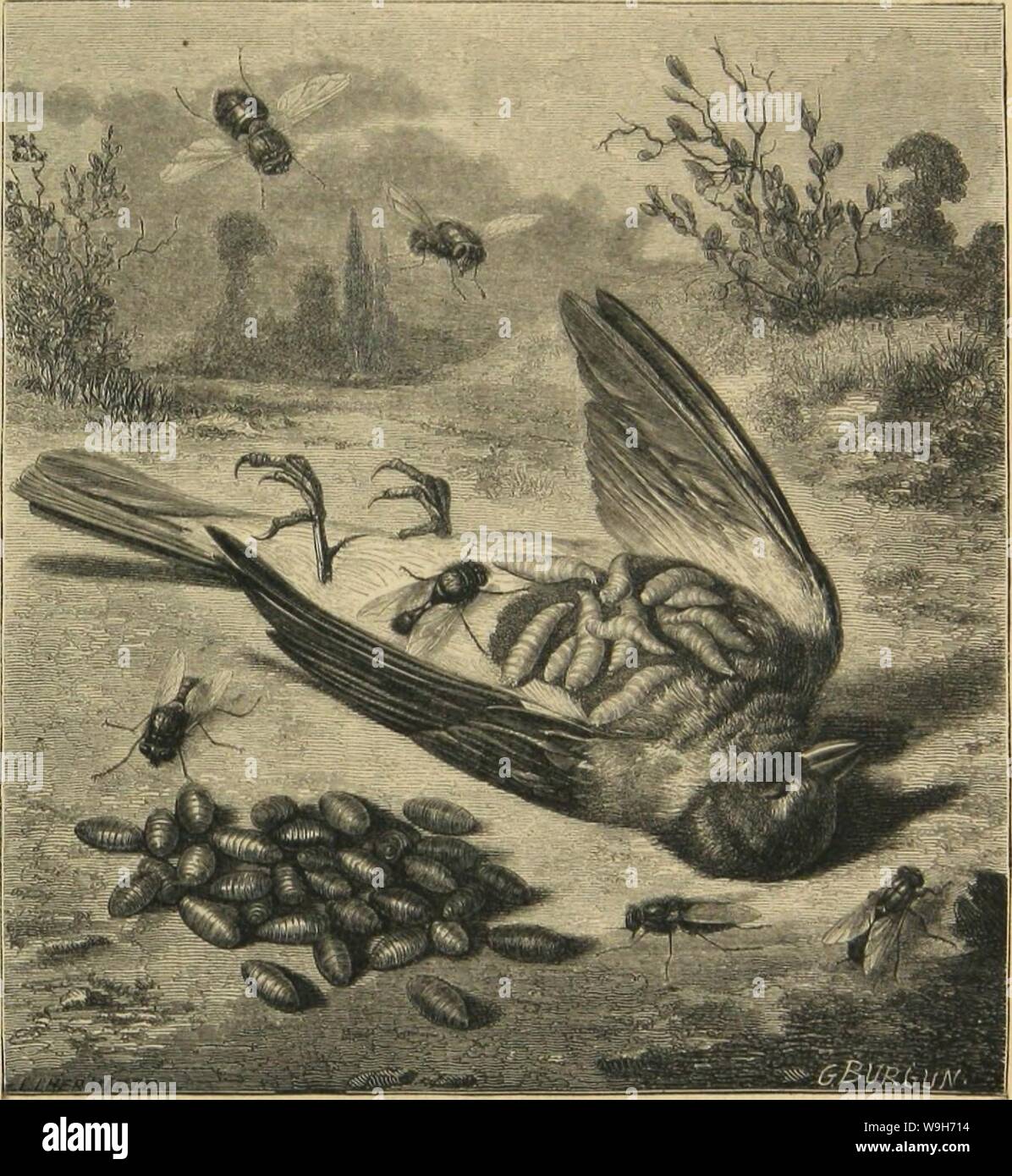 Archive image from page 726 of Métamorphoses mœurs et instincts des. MeÌtamorphoses mÅurs et instincts des insectes (insectes, myriapodes, arachnides, crustaceÌs)  CUbiodiversity1118075 Year: 1868 ( LES DIPÃ¯ftRES. 655 observÃe Ã Cayeiine (Lucilia hominivorax), dont les larves, intro- duites en quantitÃconsidÃrable dans les sinus frontaux et les fosses nasales d'un homme, ont occasionnÃla mort.    4Ã'fA4(0t(VHOs(iS DliS M0yc6S PP tA ViA.SDK {Calliphora vomitoria atSarÃ§ophaga camiaria]. Beaucoup de Muscldes (ScatopbÃ gÃ®tes), comme la Scatophage du fumier [Scatophaga stercoraria), ont des lar Stock Photo