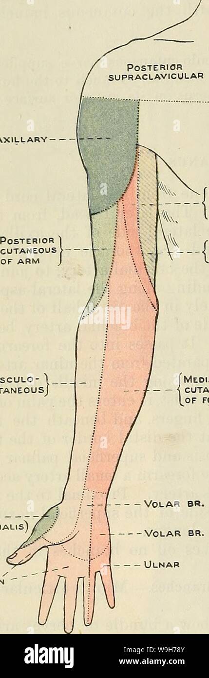 Archive image from page 739 of Cunningham's Text-book of anatomy (1914). Cunningham's Text-book of anatomy  cunninghamstextb00cunn Year: 1914 ( 706 THE NEEVOUS SYSTEM. muuicates with a similar branch of the ulnar nerve. This branch is not always present. . . Branches in the Hand.—In the hand the median nerve gives oh its terminal branches. These are muscular and cutaneous. The main muscular branch arises just distal to the transverse carpal ligament and passes to the base of the thenar eminence; entering the ball of the thumb super- ficially on the medial side, it supplies branches to the abdu Stock Photo